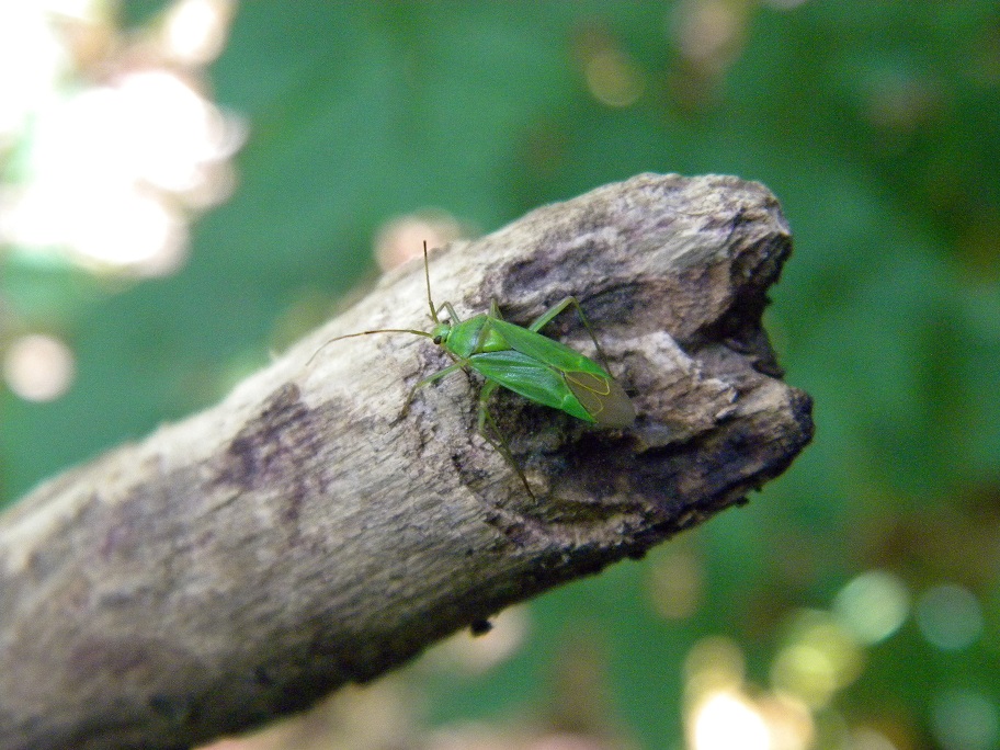 Miridae: Calocoris alpestris della Lombardia (VA)